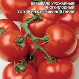 Томат Красная звезда (УД)
