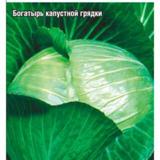 Капуста белокочанная Мегатон F1 /СибСад/