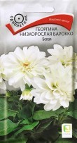 Георгина Барокко белая низкорослая /П/
