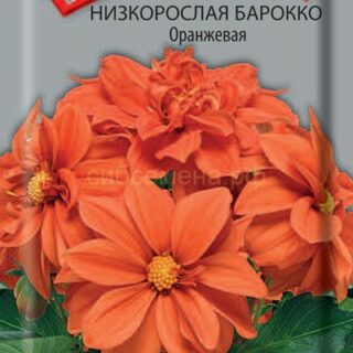 Георгина Барокко оранжевая низкорослая /П/