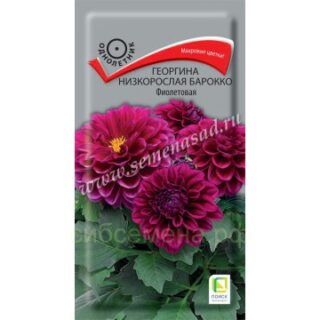 Георгина Барокко фиолетовая низкорослая /П/