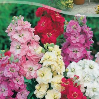 Левкой махровый низкорослая смесь /цв./