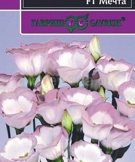 Эустома Мечта низкорослая, бело-розовая (Гавриш)