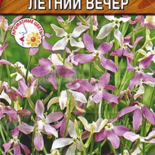 Маттиола Летний вечер (Аэлита)