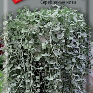 Дихондра Серебряные нити (П)