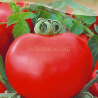 Томат Джина ТСТ, 0,1г (цв.)