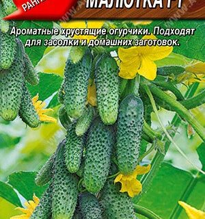Огурец Малютка F1 (Аэлита)