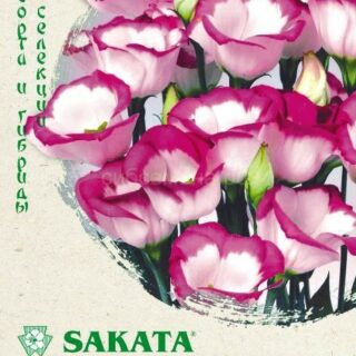 Эустома Пикколо Пикоти малиновая F1 (Гавр)