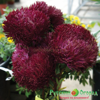 Астра ЧЕРНЫЙ БРИЛЛИАНТ /НК/