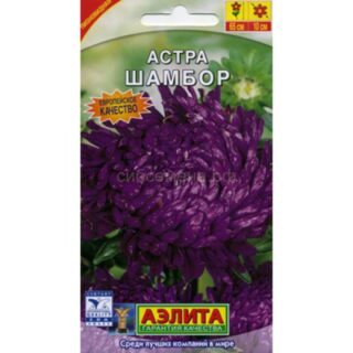 Астра ШАМБОР пионовидная /Аэлита/