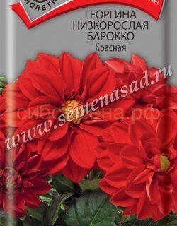 Георгина Барокко красная низкорослая /П/
