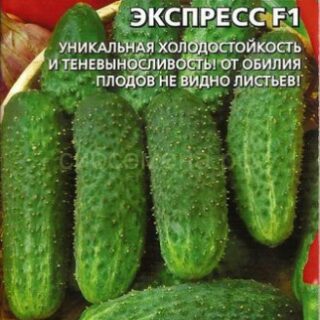Огурец Уральский Экспресс F1 (УД)