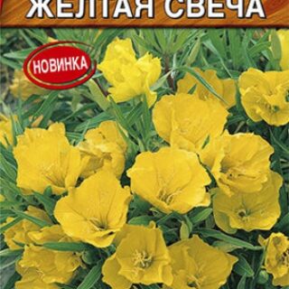 Энотера Желтая свеча (Аэлита)