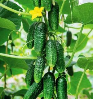 Огурец Большой куш - корнишон F1 (УД)