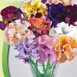 Виола Мулен Руж F1 букетная крупноцв смесь (Премиум)