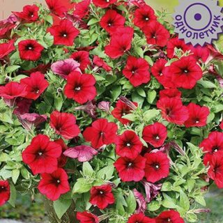 Петуния Изи Вейв Ред Велюр F1 ампельная (П)