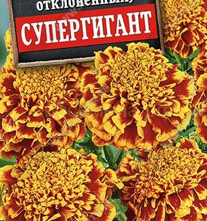 Бархатцы Супергигант отклон. (Аэлита)