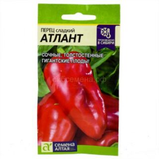 Перец Атлант (Алтай)