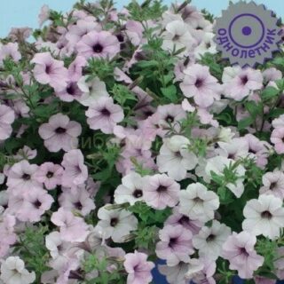 Петуния Тайдал Вейв Сильвер каскадная (П)