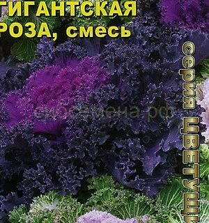 Капуста декоративная ГИГАНТСКАЯ РОЗА смесь (Аэлита)