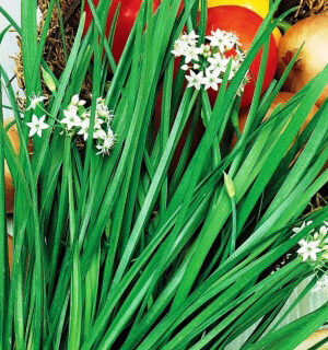 Лук Душистый Априор (горный честнок) (УД)