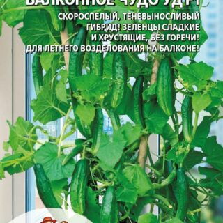 Огурец Балконное чудо F1 (УД)