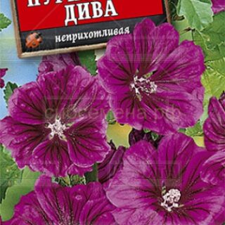 Мальва пурпурная дива (Аэлита)