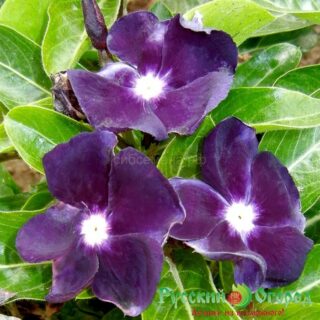 Катарантус Блэкберри Джем (НК)