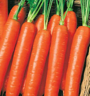 Морковь Нантская 4 (УД)