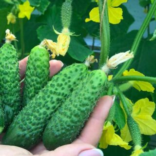 Огурец Малыш-Крепыш F1 (УД)