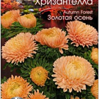 Астра хризантелла ЗОЛОТАЯ ОСЕНЬ (Биотехника)
