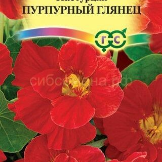 Настурция Пурпурный глянец махр. (Гавриш)