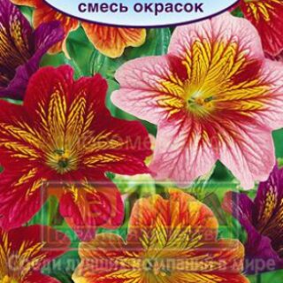 Сальпиглоссис ФЕЙЕРВЕРК смесь /Аэлита/