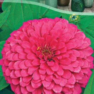 Цинния Волшебная Роза гергиноцв. (цв.)