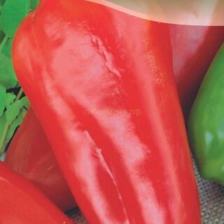 Перец ВОЛОВЬЕ УХО (цв.)