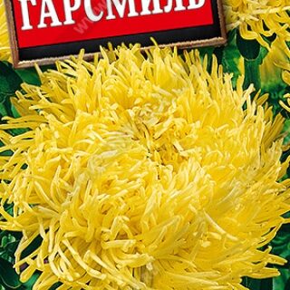 Астра Гарсмиль коготковая (Аэлита)