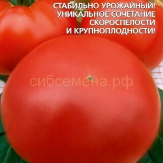 Томат Сахарная молния (УД)