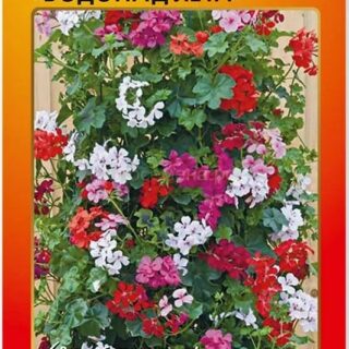 Герань Водопад лета F1 плющелистная (НК)