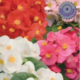 Бегония Спринт Плюс Макси Микс вечноцв. зеленолистная (П)