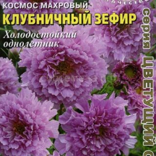 Космея КЛУБНИЧНЫЙ ЗЕФИР махровая /Аэлита/