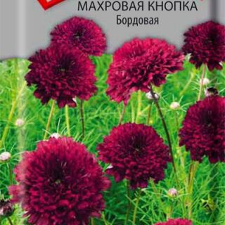 Космея Махровая Кнопка бордовая /П/