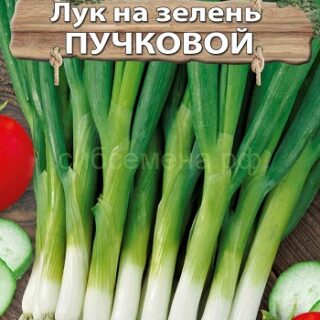 Лук на зелень ПУЧКОВОЙ/Премиум/