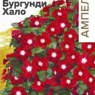 Катарантус Средиземноморский Бургунди Хало ампельный (Алтай)