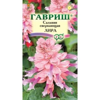 Сальвия Лира роз-бургунди (Гавр)