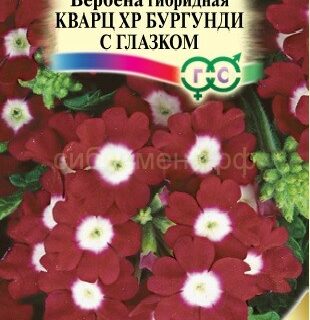 Вербена КВАРЦ ХР бургунди с глазком /Гавриш/