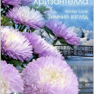 Астра Хризантелла Зимний взгляд (Биотехника)