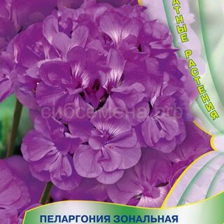 Пеларгония Люстра виолет (комн) (П)