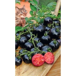 Томат Всем на зависть F1 (УД)