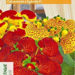 Кальцеолярия Дэинти Черевички смесь (Алтай)