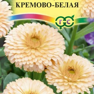 Календула кремово-белая (Гавр)